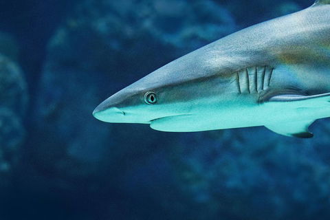 Cairns Aquarium Dive With The Sharks - Hotel Accommodation 5