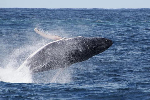Whale Watching By Sea World Cruises - Hotel Accommodation 0