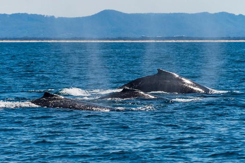 Whale Watching By Sea World Cruises - Hotel Accommodation 4