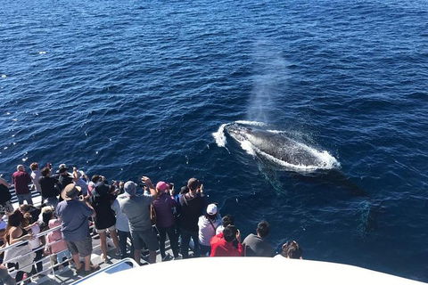 Whale Watching By Sea World Cruises - Hotel Accommodation 5