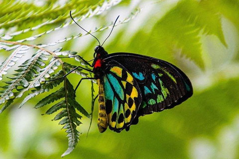 Private Daintree And Cape Tribulation Tour From Port Douglas - Hotel Accommodation 2