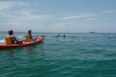 Kayaking With Dolphins In Byron Bay Guided Tour - Hotel Accommodation 4