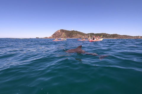 Kayaking With Dolphins In Byron Bay Guided Tour - Hotel Accommodation 5