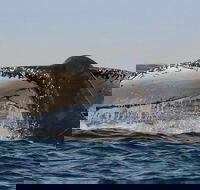 Sydney Whale-Watching Cruise Including Lunch or Breakfast - Hotel Accommodation