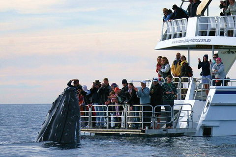 Hervey Bay Whale Watching Cruise - Hotel Accommodation 1