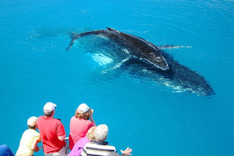 Hervey Bay Whale Watching Cruise - Hotel Accommodation 2