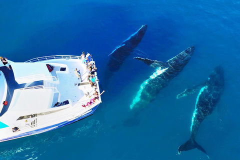 Hervey Bay Whale Watching Cruise - Hotel Accommodation 3