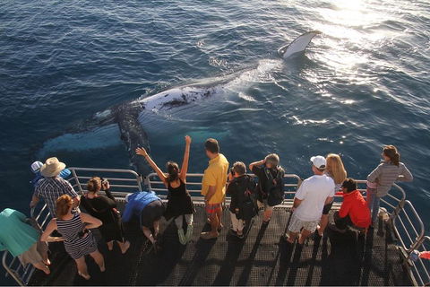 Hervey Bay Whale Watching Cruise - Hotel Accommodation 4