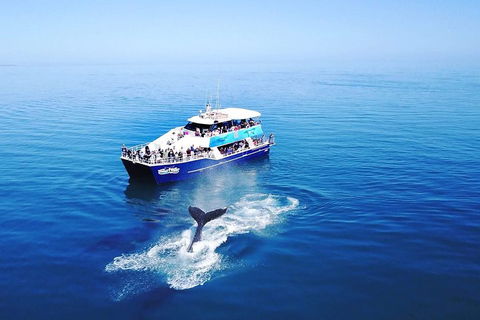 Hervey Bay Whale Watching Cruise - Hotel Accommodation 5