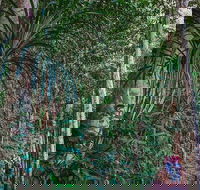 Atherton Tablelands Rain Forest by Night from Cairns - Hotel Accommodation