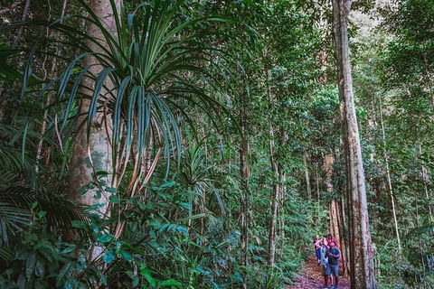 Atherton Tablelands Rain Forest By Night From Cairns - Hotel Accommodation 0