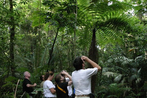 Atherton Tablelands Rain Forest By Night From Cairns - Hotel Accommodation 3