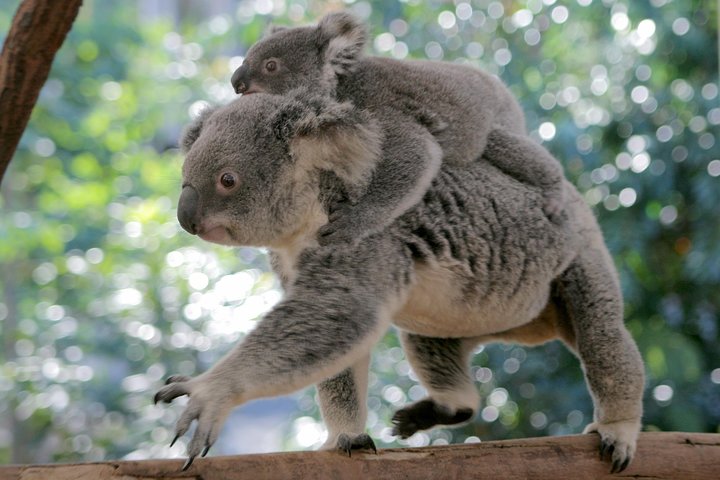 Brisbane QLD Hotel Accommodation
