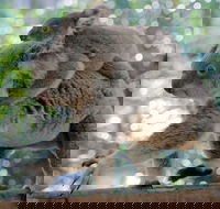 Lone Pine Koala Sanctuary Admission with Brisbane River Cruise - Hotel Accommodation