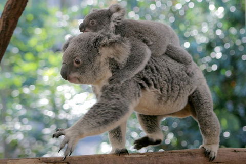 Lone Pine Koala Sanctuary Admission With Brisbane River Cruise - Hotel Accommodation 0