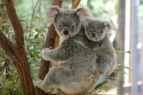 Lone Pine Koala Sanctuary Admission With Brisbane River Cruise - Hotel Accommodation 3