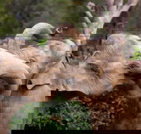 Melbourne Zoo General Entry Ticket - Hotel Accommodation