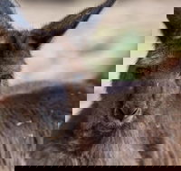 Australian Wildlife Tour at Melbourne Zoo Ticket - Hotel Accommodation