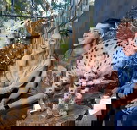 African Cat Encounter at Werribee Open Range Zoo - Hotel Accommodation