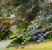 Early Morning Savannah Experience - Hotel Accommodation