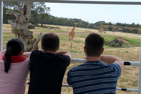 Off-Road Safari At Werribee Open Range Zoo - Hotel Accommodation 4