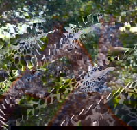 Werribee Open Range Zoo General Admission Ticket - Hotel Accommodation