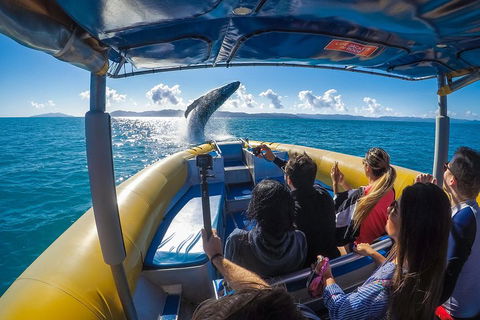 Ocean Rafting Tour To Whitehaven Beach, Hill Inlet Lookout & Top Snorkel Spots - Hotel Accommodation 4