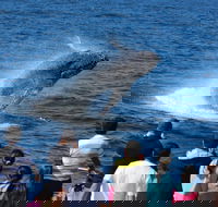 Tangalooma Island Resort Whale Watching Day Cruise - Hotel Accommodation