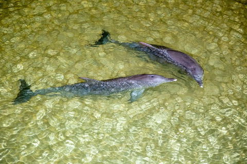 Tangalooma Island Resort Whale Watching Day Cruise With Dolphin Viewing - Hotel Accommodation 0