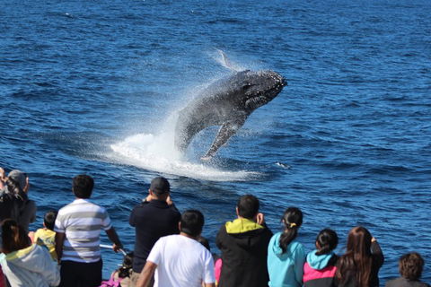 Tangalooma Island Resort Whale Watching Day Cruise With Dolphin Viewing - Hotel Accommodation 1