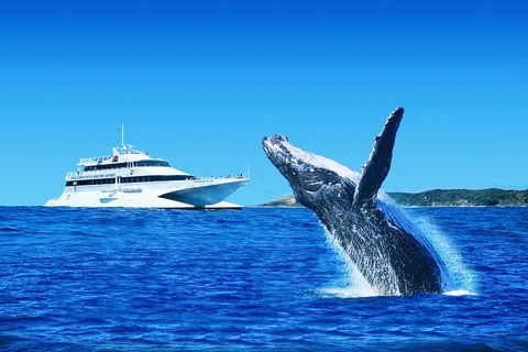 Tangalooma Island Resort Whale Watching Day Cruise With Dolphin Viewing - Hotel Accommodation 2