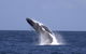 Tangalooma Island Resort Whale Watching Day Cruise With Dolphin Viewing - thumb 4