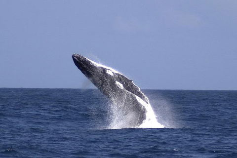 Tangalooma Island Resort Whale Watching Day Cruise With Dolphin Viewing - Hotel Accommodation 4
