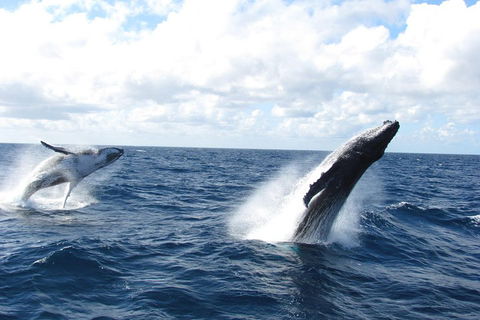 Tangalooma Island Resort Whale Watching Day Cruise With Dolphin Feeding - Hotel Accommodation 1