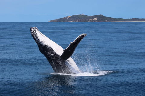 Tangalooma Island Resort Whale Watching Day Cruise With Dolphin Feeding - Hotel Accommodation 3