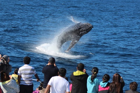 Tangalooma Island Resort Whale Watching Day Cruise With Dolphin Feeding - Hotel Accommodation 5