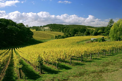 McLaren Vale And Glenelg Wine Tasting And Sightseeing (Half-day Afternoon) - Hotel Accommodation 4