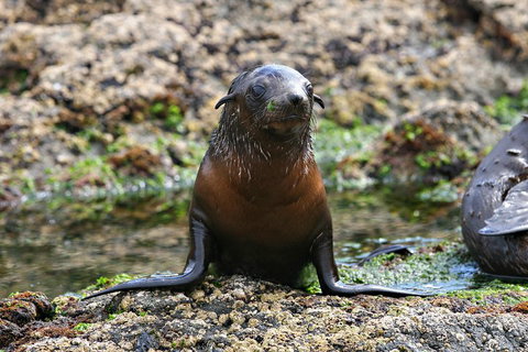 Phillip Island Seal-Watching Cruise - Hotel Accommodation 0