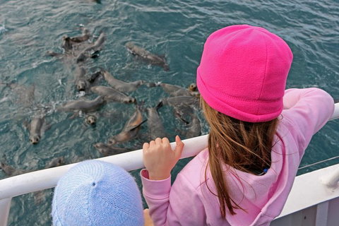 Phillip Island Seal-Watching Cruise - Hotel Accommodation 2