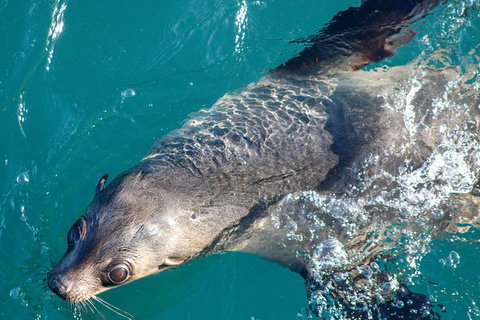 Phillip Island Seal-Watching Cruise - Hotel Accommodation 3