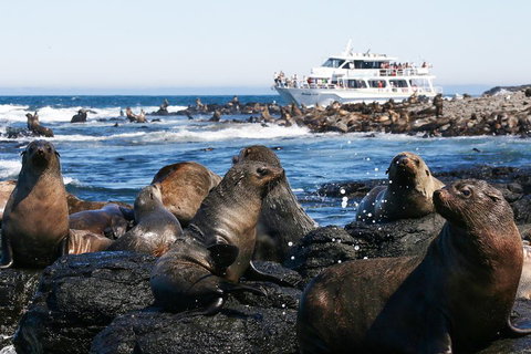 Phillip Island Seal-Watching Cruise - Hotel Accommodation 5