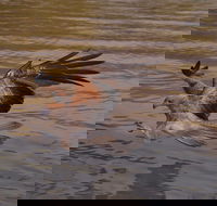 Litchfield and Jumping Crocodiles Full Day Trip from Darwin - Hotel Accommodation