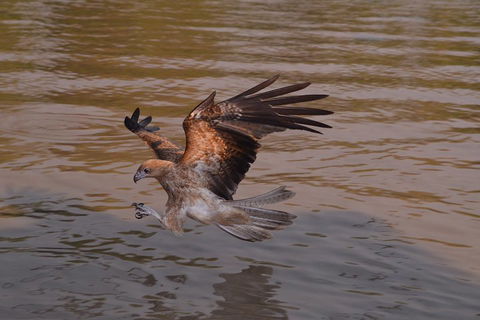 Litchfield And Jumping Crocodiles Full Day Trip From Darwin - Hotel Accommodation 0