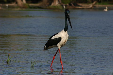 Litchfield And Jumping Crocodiles Full Day Trip From Darwin - Hotel Accommodation 1