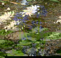 Yellow Water Cruise - Kakadu - Hotel Accommodation