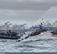 Sydney Whale-Watching by Speed Boat - Hotel Accommodation