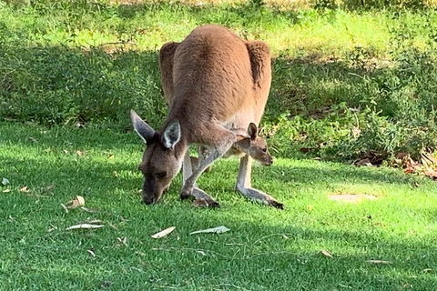 Pinnacles Day Trip From Perth Including Yanchep National Park - Hotel Accommodation 4