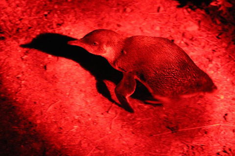 Small-Group Kangaroo Island 4WD Night Tour - Hotel Accommodation 0