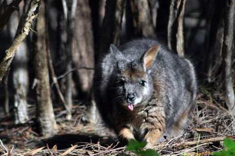 Small-Group Kangaroo Island 4WD Night Tour - Hotel Accommodation 1