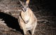 Small-Group Kangaroo Island 4WD Night Tour - thumb 3